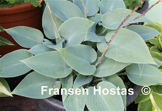 Hosta Halcyon
